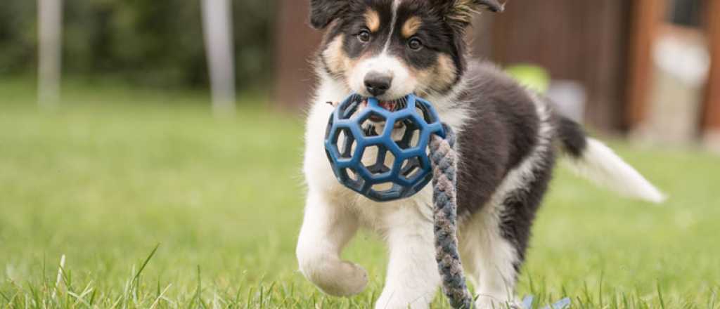 No es cierto que un año en los perros equivale a siete años humanos