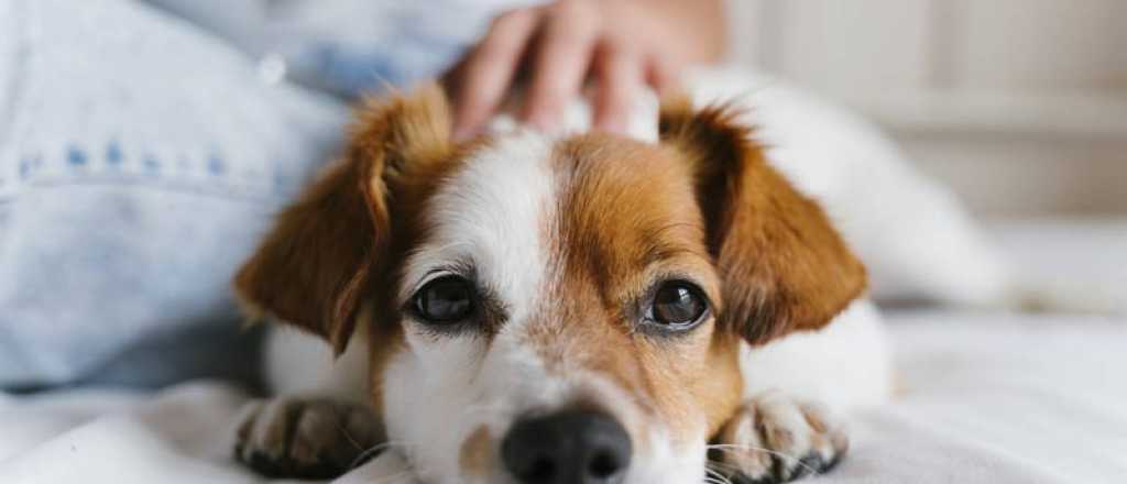 Los alimentos que los perros no deben comer