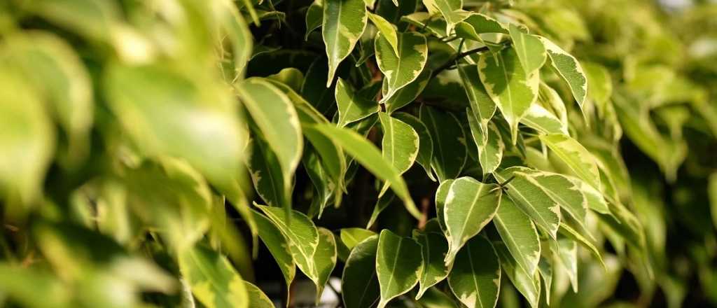 Plantas de interior: tips para que tu ficus crezca perfecto