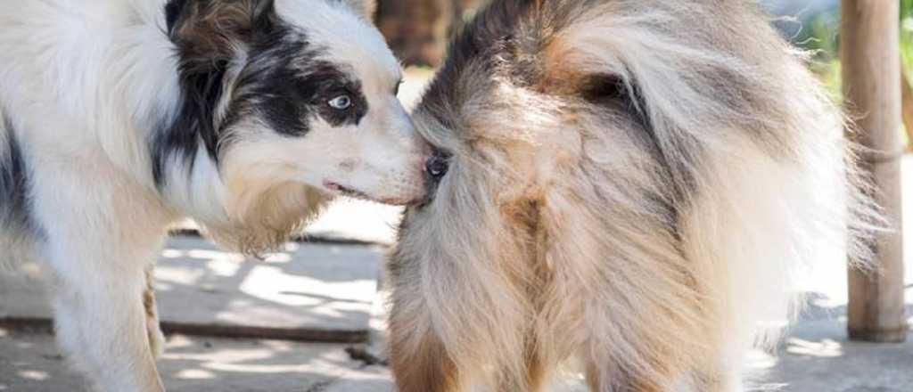 Estas son las razones por las que tu perro te monta 