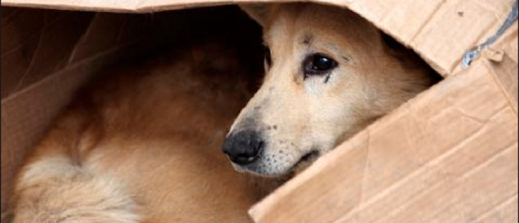 Cómo hacer una cucha fácil y barata para los perros