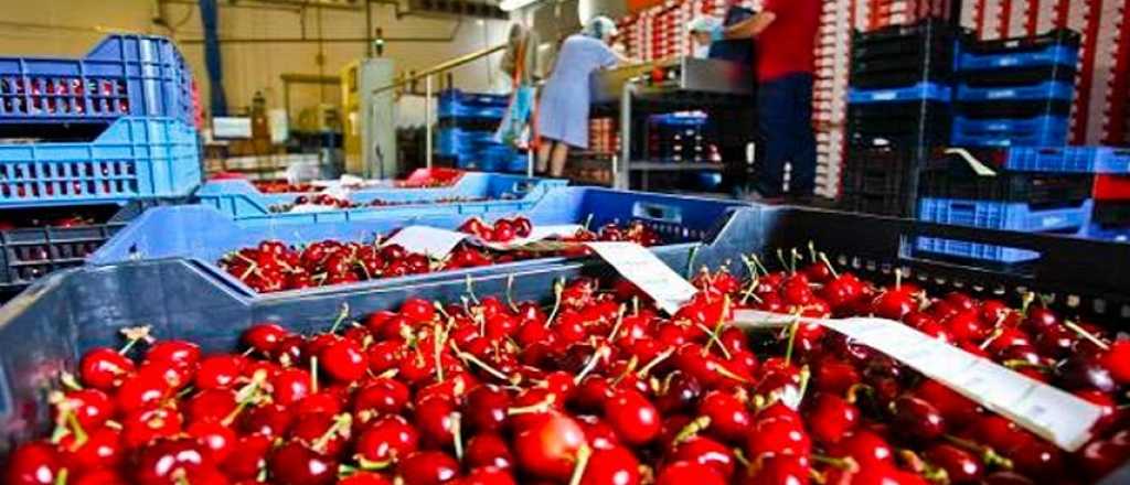 Mendoza exportó 190 toneladas de cerezas a China