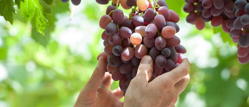 Uvas, las grandes aliadas de tu corazón