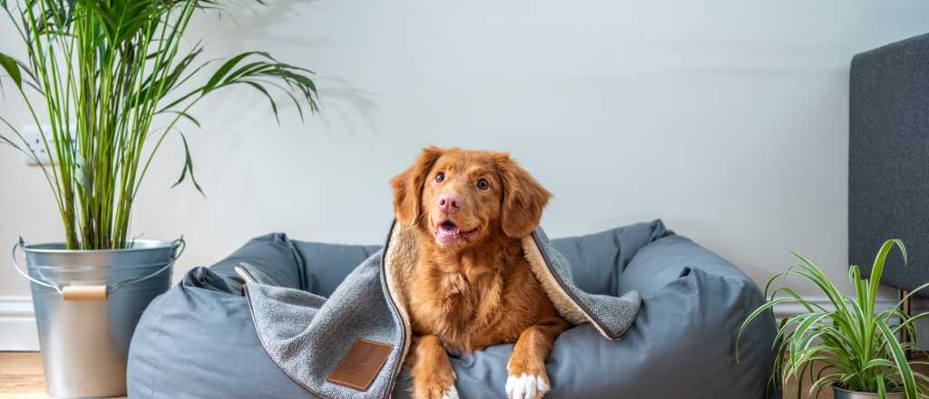 ¿Por qué se celebra hoy el Día Mundial del Perro?