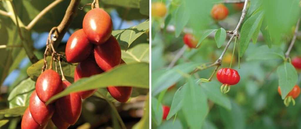 Los frutos nativos de nuestro país que tenés que probar 