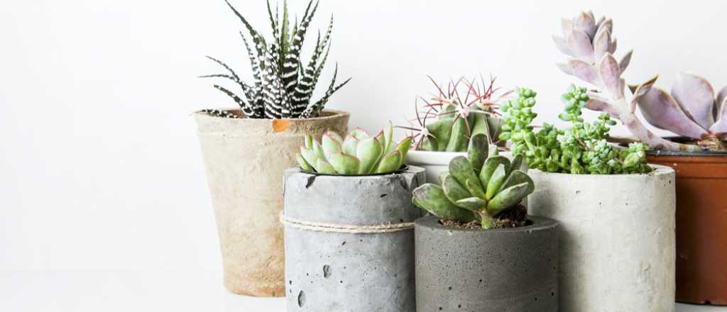 Suculentas: esta es la razón por la que las hojas se ponen amarillas