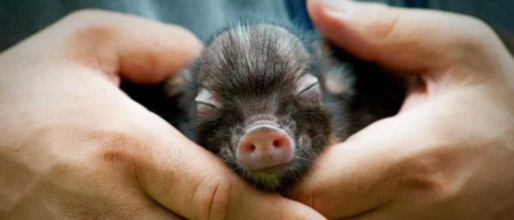 Mini pig, todo lo que tenés que saber de esta nueva tendencia