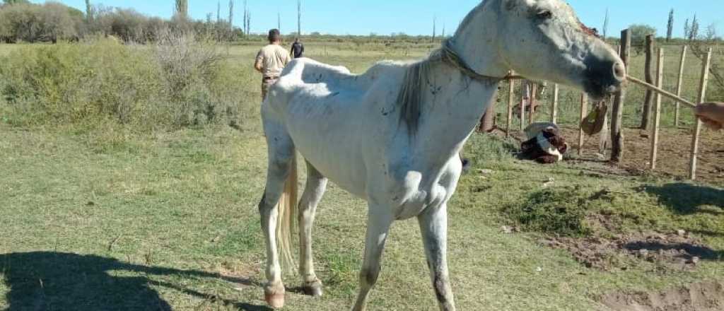 La Policía Rural desactivó una faena clandestina en San Rafael