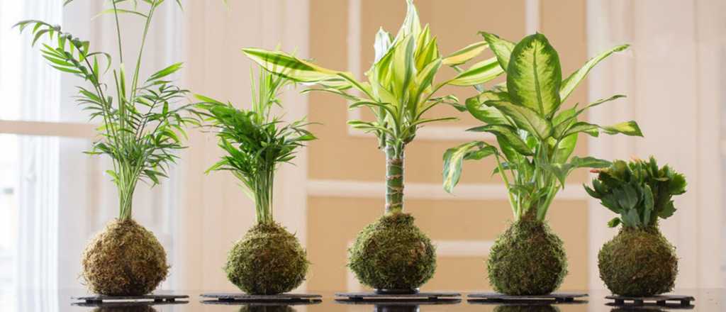 Kokedama, todo lo que hay que saber sobre estas plantas sin maceta