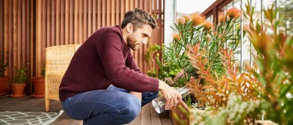 Estas son las 5 mejores plantas para tener en lugares con poca luz