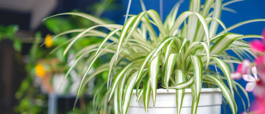 Plantas que no necesitan mucha agua, ideales para Mendoza