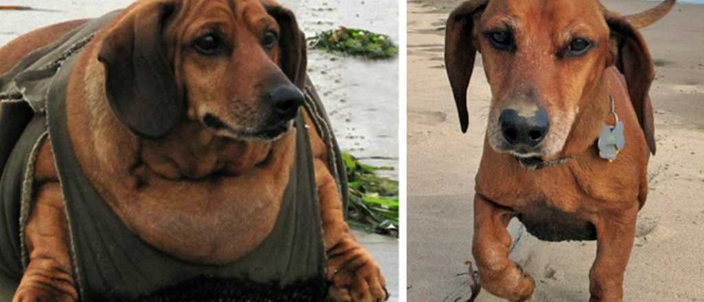 Perro salchicha venció la obesidad e hizo un calendario