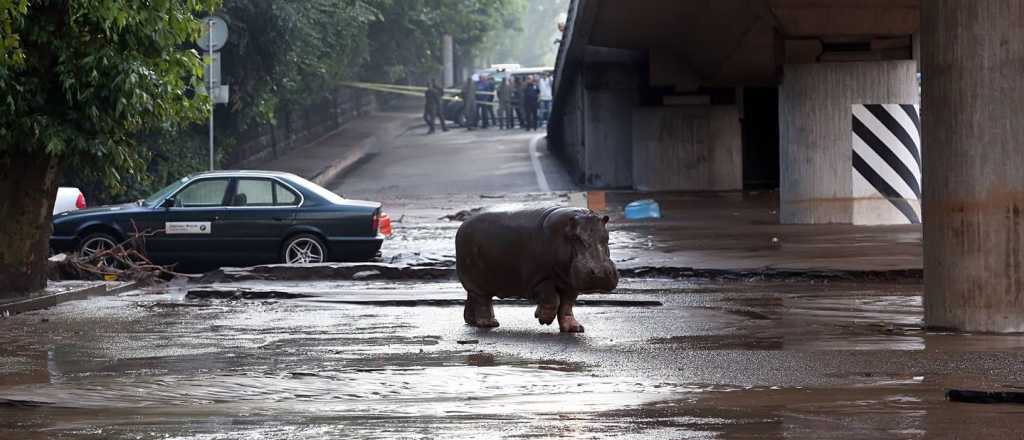 Triste final para los animales de un Zoo tras una inundación