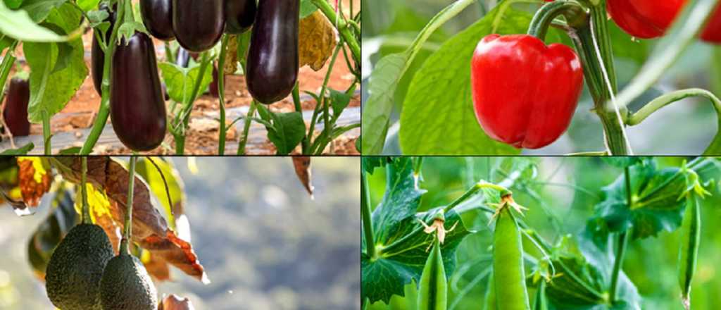 Ocho verduras que en realidad son frutas 