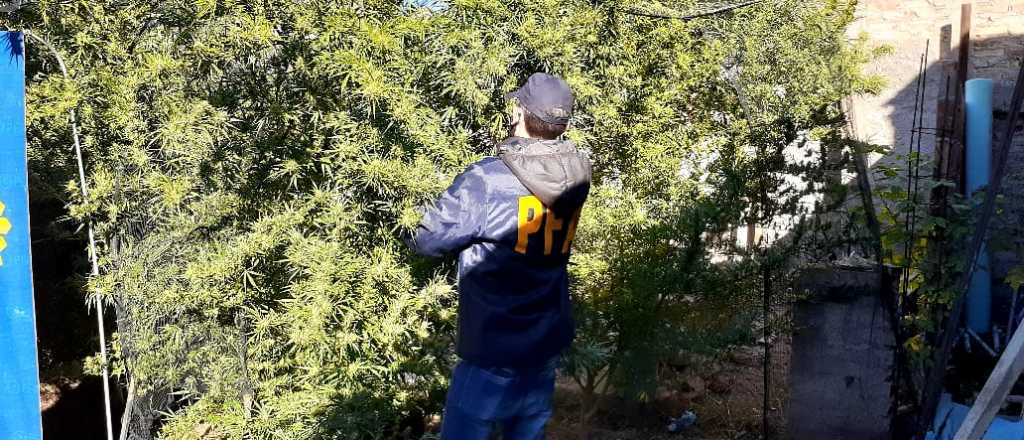 Pasaban por una casa y secuestraron 66 plantas de marihuana en Luján