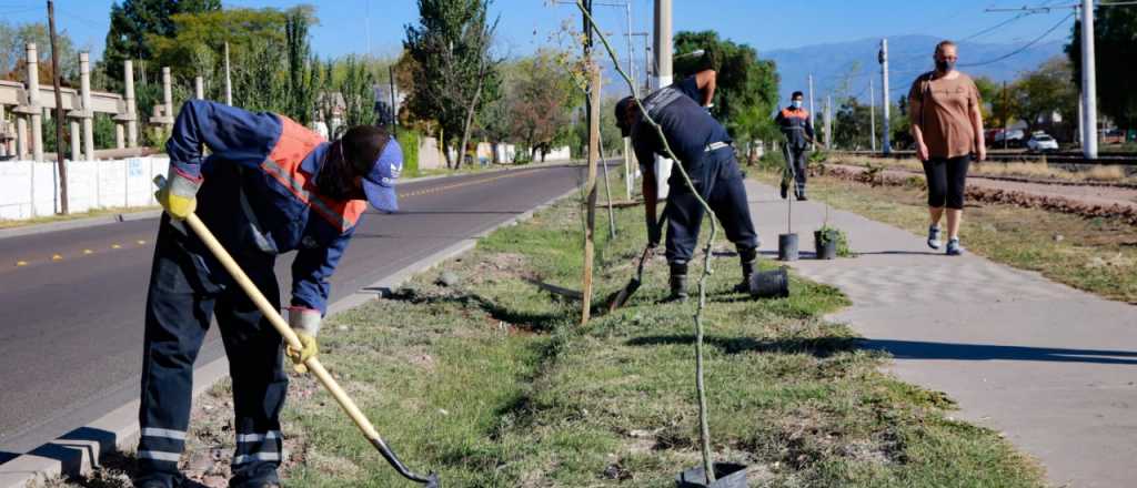 Maipú avanza en su plan de forestación