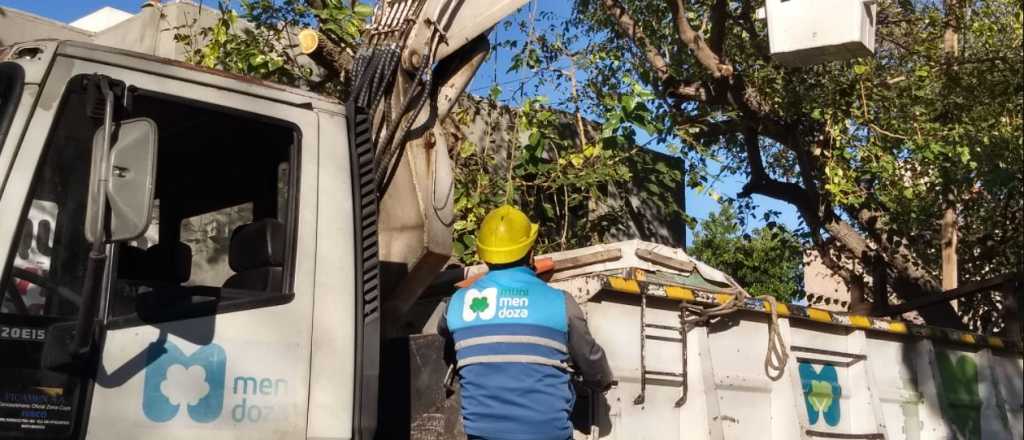 Así continúan los trabajos de arbolado público en Ciudad