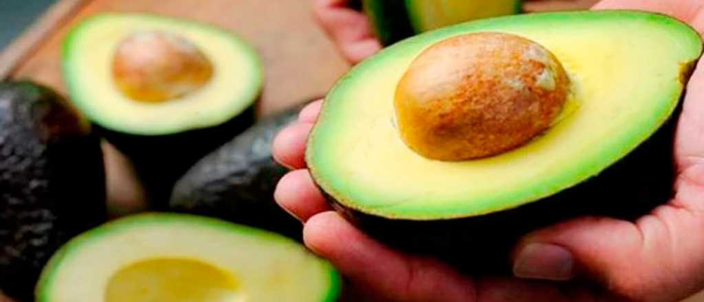 Los mejores tips para cultivar palta en casa