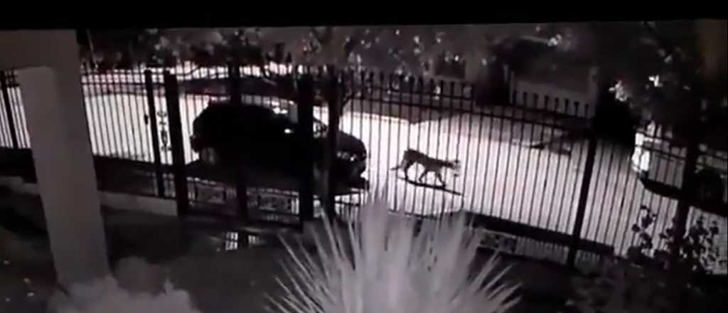 Video: un puma suelto por las calles céntricas de Tupungato