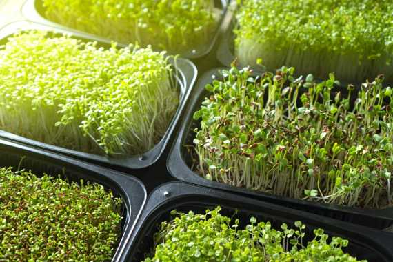 Microgreens Tendencia Mundial Qué Aportan Y Cómo Cultivarlos En Casa