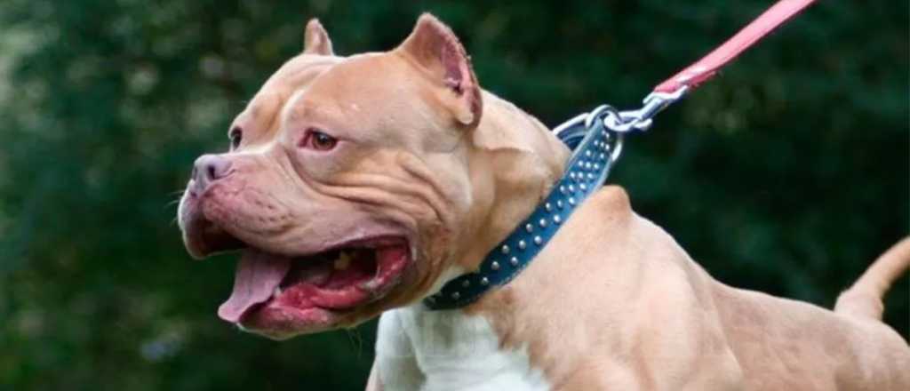 Un hombre murió al ser atacado por un perro pitbull