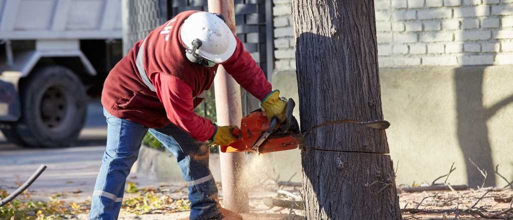 Intensifican la poda de arbolado público en Alvear