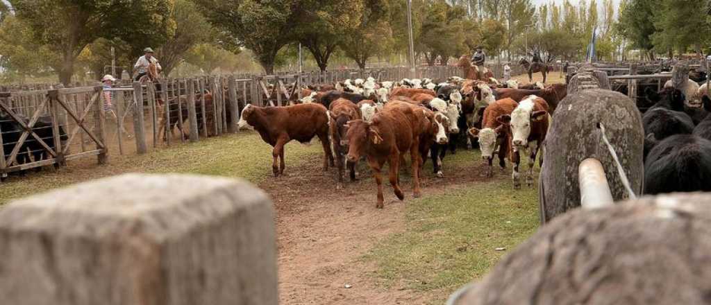 Ganaderos mendocinos alertan por las pérdidas que tendrán