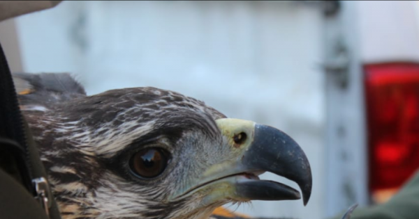 Rescataron en Ñacuñán un pichon de águila coronada - Mendoza Post