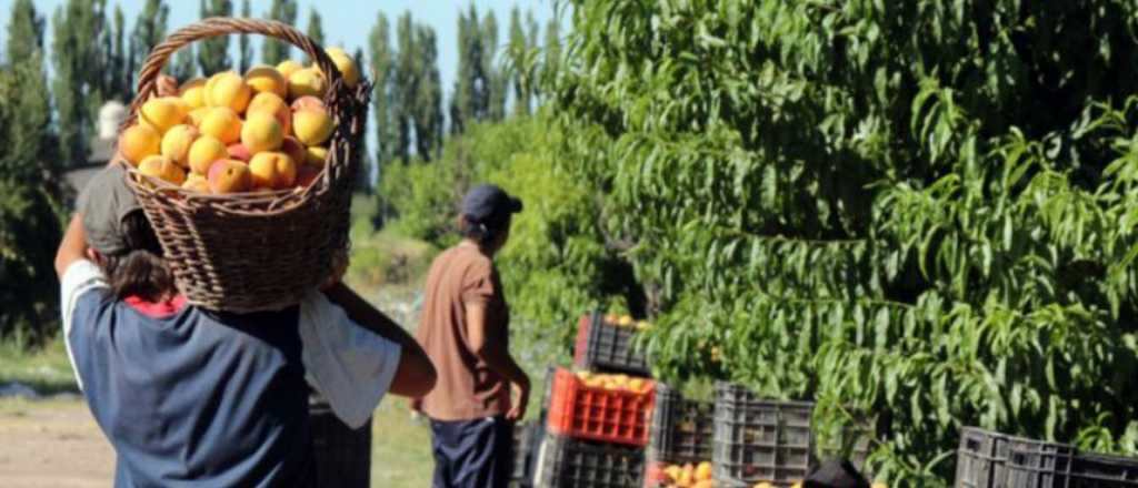 Esto cobrarán los cosechadores de durazno y damasco en Mendoza