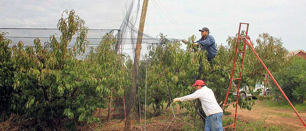 Abren las inscripciones para el REPRO por las heladas tardías en Mendoza