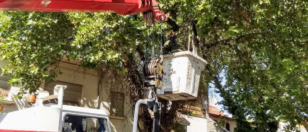 Cuáles serán las zonas afectadas por los trabajos de poda en Ciudad