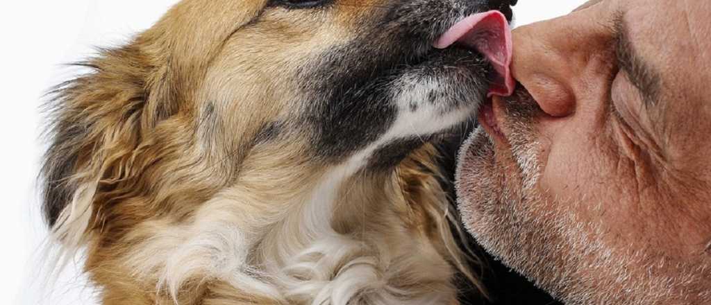 Revelan el verdadero motivo por el que nos lamen los perros