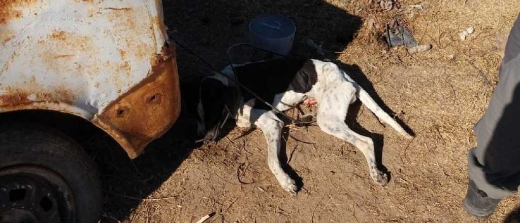 Encadenó a dos perros y los dejó morir de hambre y sed en Tunuyán