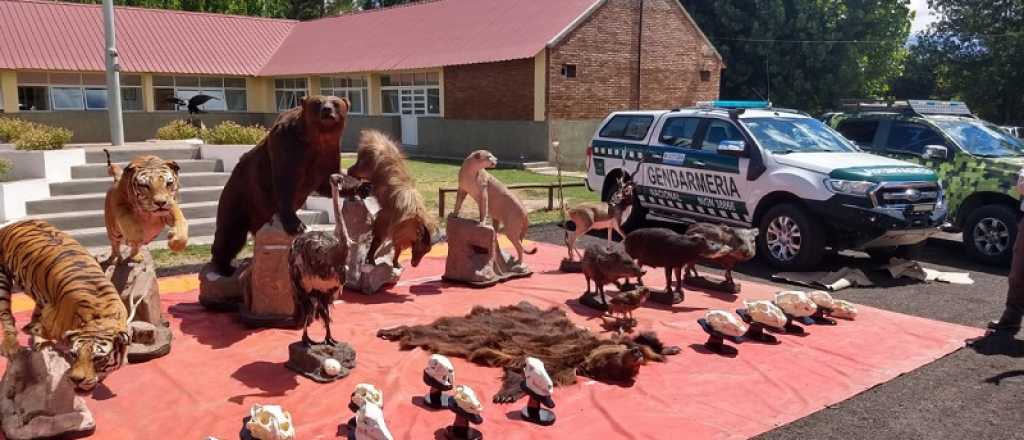 Gran golpe al tráfico interprovincial de Fauna Silvestre