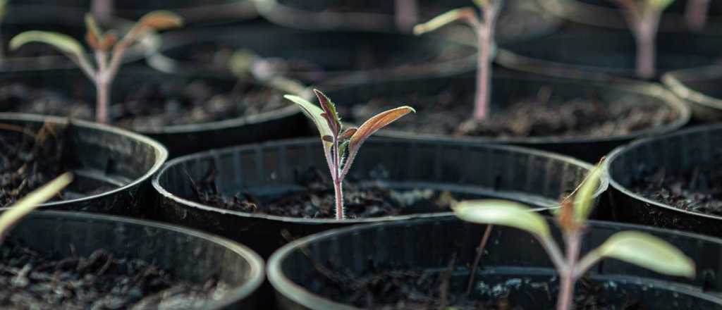 Los usos impensados de la ceniza de madera en jardinería