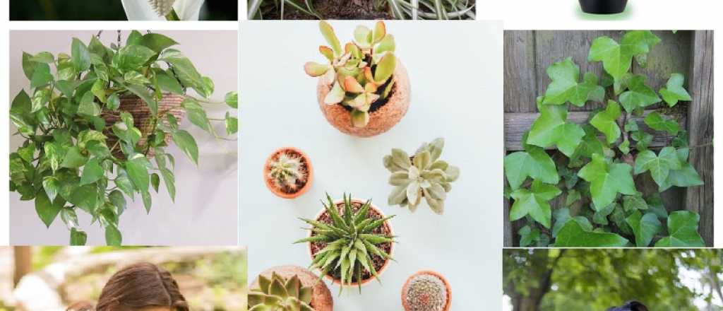 Estas son las plantas que eliminan la humedad y el moho en tu casa