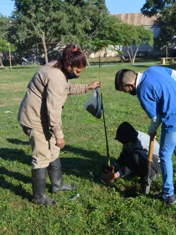 Cuál es el mejor momento para plantar árboles? - Mendoza Post