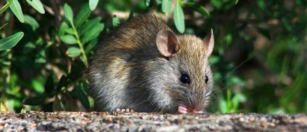 Plantas que sirven para deshacerte de ratas y ratones