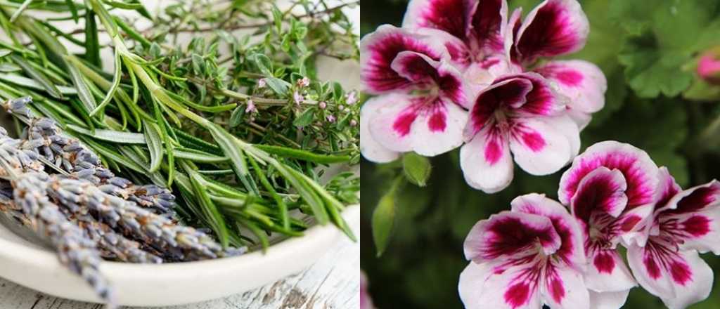 Cómo cultivar fuera y dentro de casa plantas antimosquitos