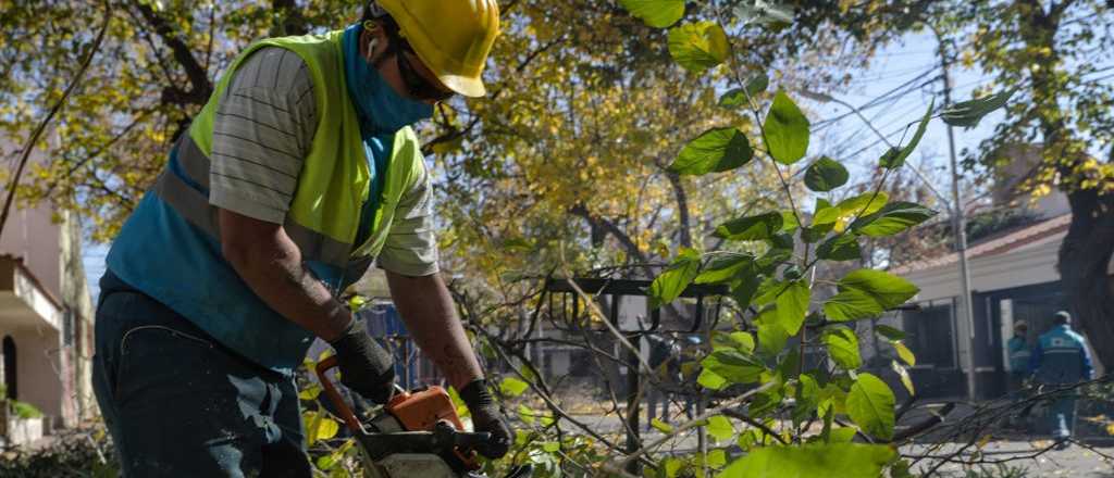 Ciudad realiza más trabajos de arbolado público y desinfección de paseos