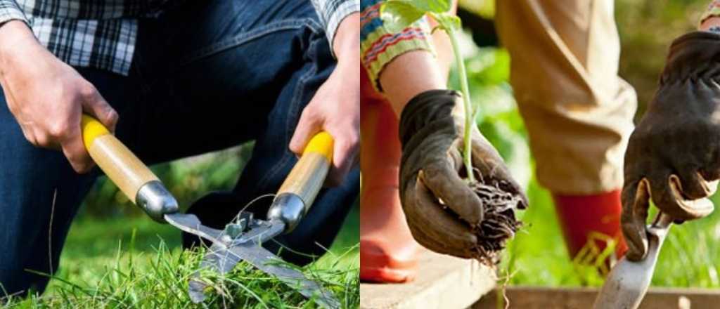 ¿Cómo plantar cilantro en el jardín?