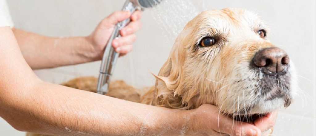 Tips para cuidar el pelo de tu perro