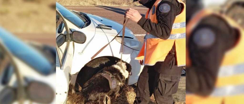 Incautaron más de un kilo de cocaína en la Ruta 153, en Mendoza