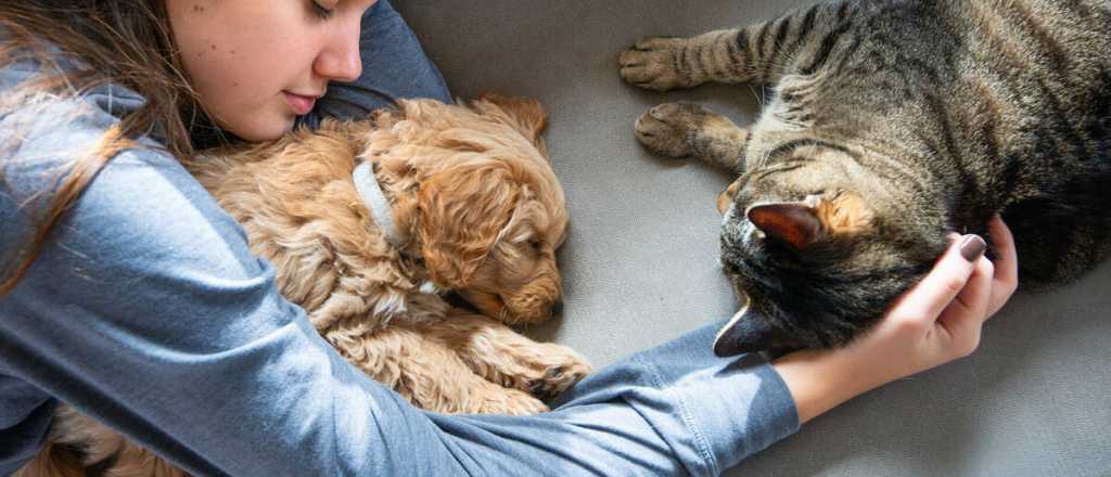 ¿Cómo quitar el olor a orina de tus mascotas?