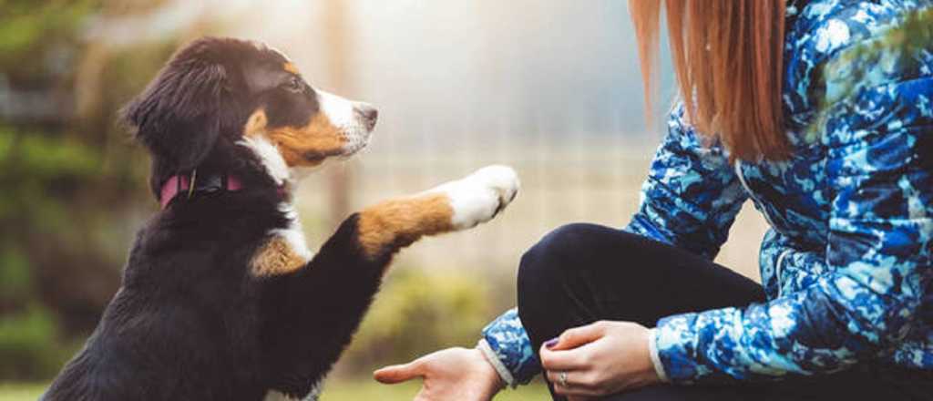 Por qué es importante que un perro aprenda a dar la pata