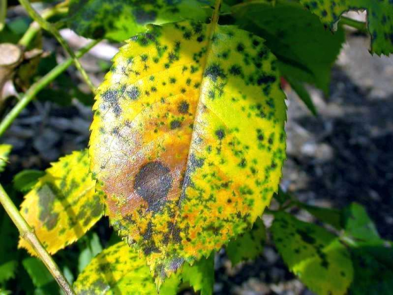 Las hojas de tus plantas se pusieron amarillas? Los motivos - Mendoza Post