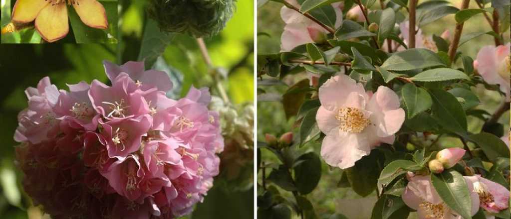 Estas son las plantas que perfuman tu casa en invierno