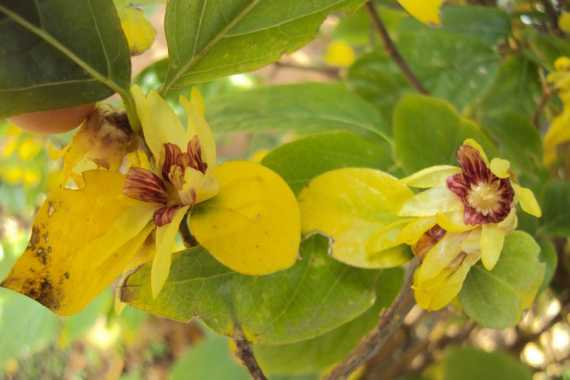 Estas son las plantas que perfuman tu casa en invierno - Mendoza Post