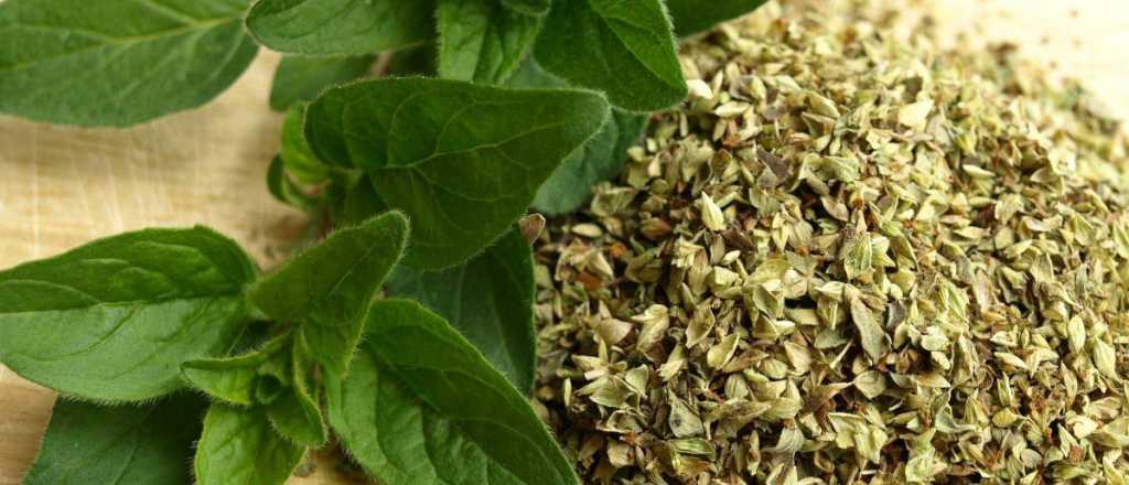 Té de orégano: contraindicaciones y beneficios