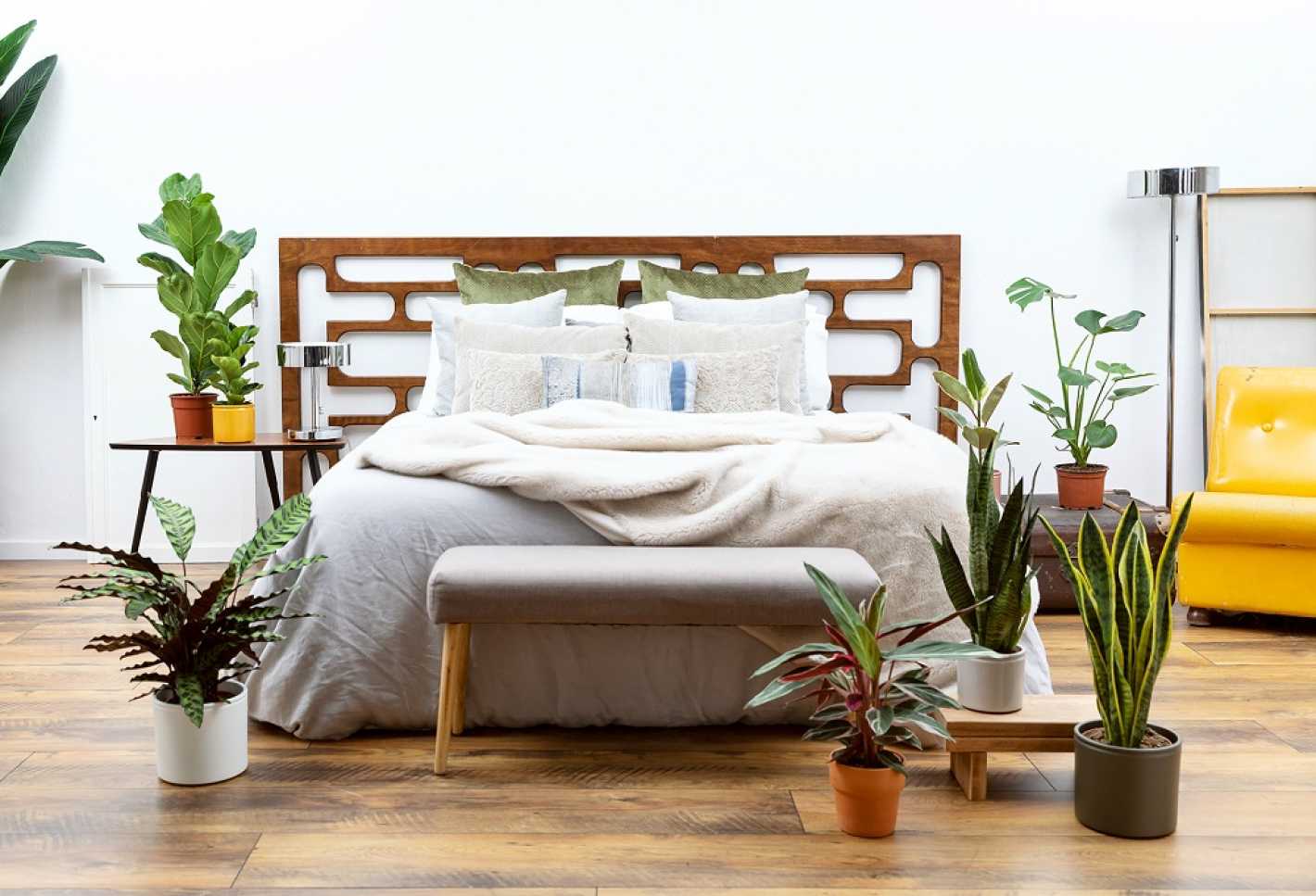 Plantas que hay que tener en la habitación para vencer el insomnio